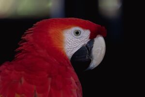 Die Biodiversität in Kolumbien ist gefährdet, weshalb sich Projekte wie die Auffangstation um den Artenschutz kümmern