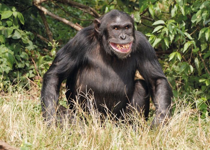 Wanderung und Tagesausflug mit einem Ranger zu den Schimpansen im Gombe Stream Nationalpark