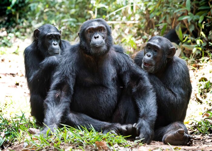 Eine Schimpansenbeobachtung gehört zu den Highlights einer Uganda Reise