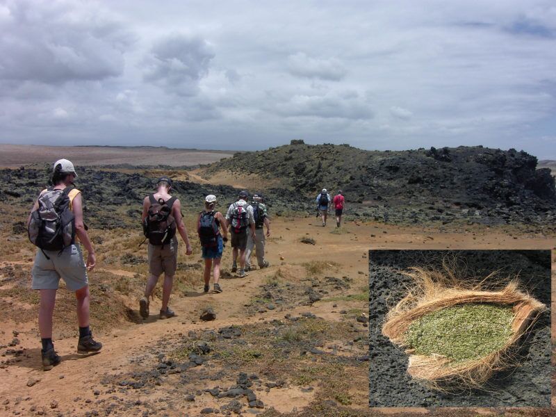 Während unserer Zeltreise wandern wir unter anderem an der Green Sand Beach auf der Großen Insel von Hawaii.