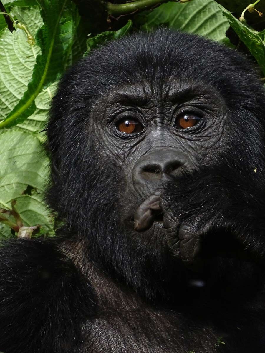 Wigwam Fotowettbewerb - Gorilla in Uganda von G. Eismann