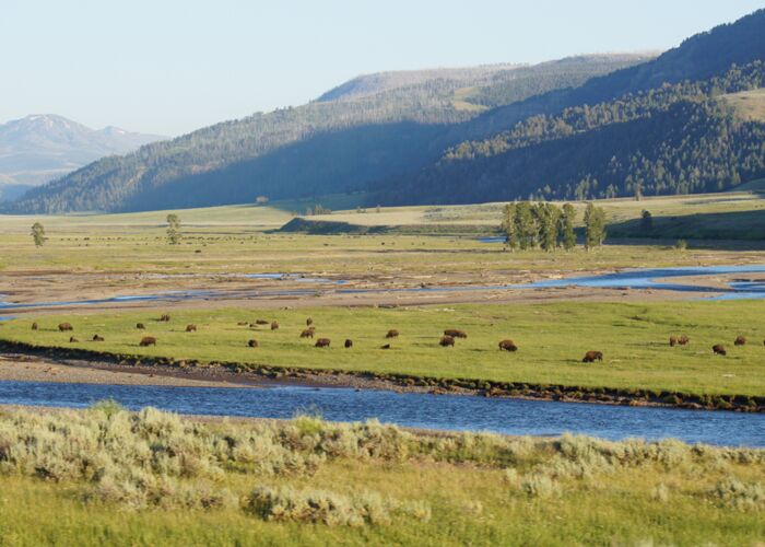 Im Yellowstone sind viele Bisonherden heimisch