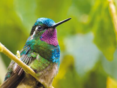 Für Vogelfreunde und Fotografen bietet Costa Rica zahlreiche Fotomotive in der Natur