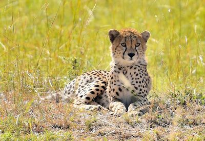 Beobachtungsmöglichkeiten Geparden in Tanzania