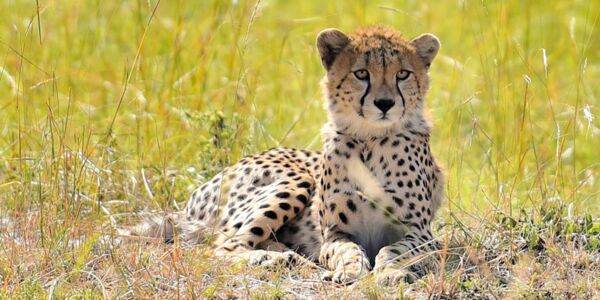 Beobachtungsmöglichkeiten Geparden in Tanzania