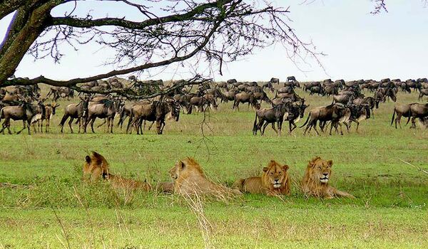 Kleingruppenreise zu den Höhepunkten Tanzanias