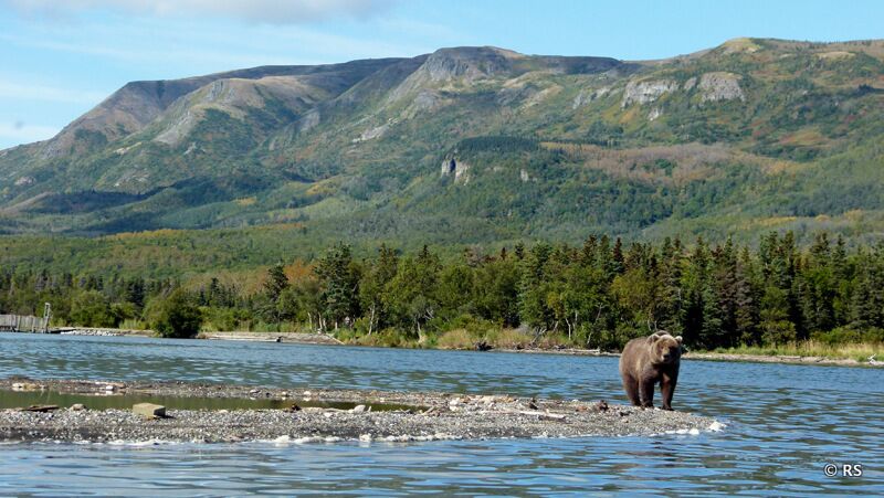 Während der Lachswanderung sind am Naknek Lake unzählige Bären anzutreffen.