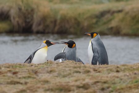 Bei der Beobachtung in Patagonien kann man die Gruppendynamik zwischen den Pinguinen gut sehen