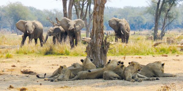 Bei der Safari im Ruaha Nationalpark sehen wir Elefanten, Löwen, Hyänen, Wildhunde u.v.m.
