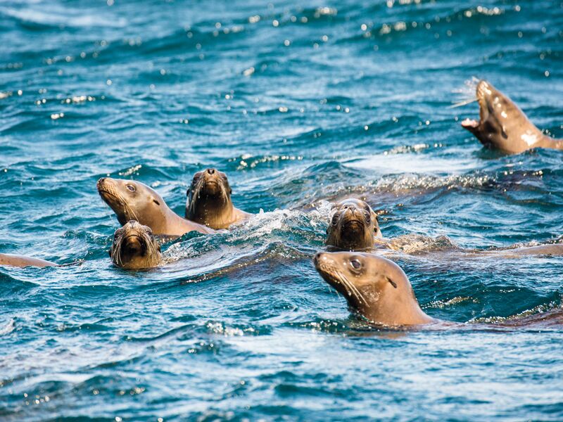 kalifornische Seelöwen spielen im Wasser vor der Isla Espiritu Santo