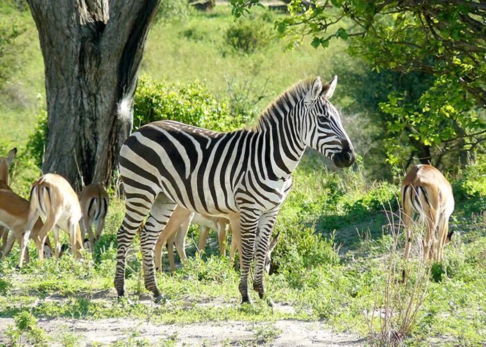 Wildlife-Erlebnis im Süden Tanzanias