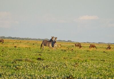 Beobachtung der Gnus und Zebras beim Grasen während ihrer Migration im Liuwa Plains Nationalpark in Sambia