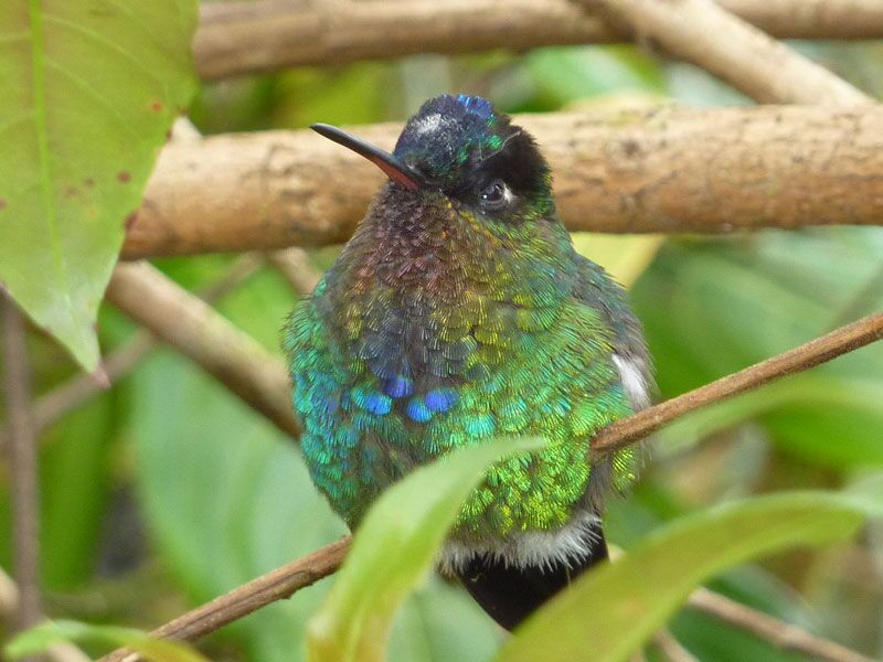 Wunderschöne Tierbilder und Vogelbeobachtungen sind in Costa Rica möglich