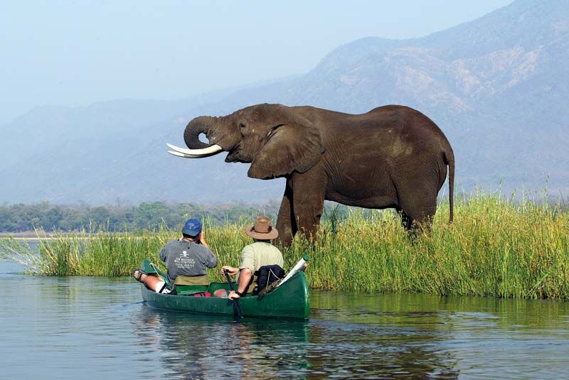 Eine besondere Möglichkeit, um Safari-Tieren nahe zu kommen ist eine Kanufahrt