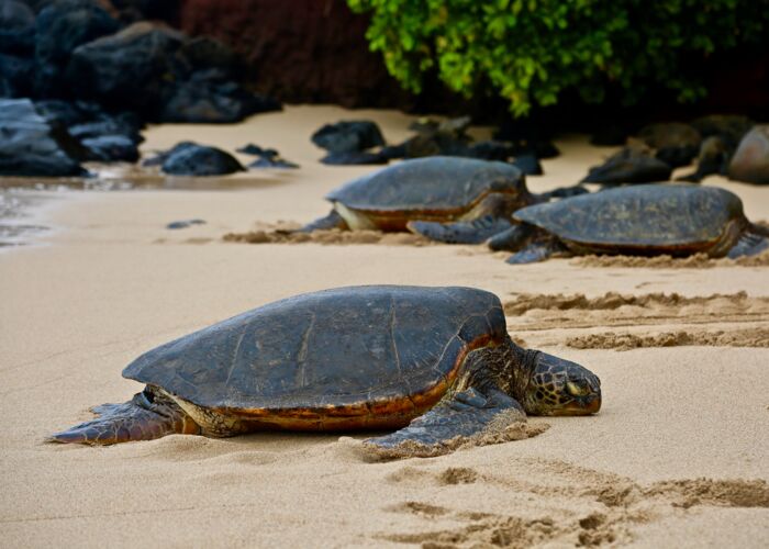 Beim Schnorcheln und einer Bootstour auf Hawaii beobachten wir Schildkröten