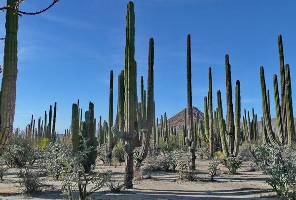 Während der Trekkingtour erleben wir die meterhohen Cardones-Wälder auf der Baja California