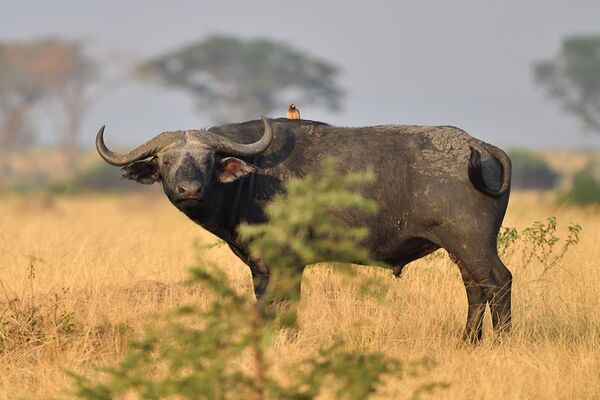 Der Kafferbüffel gehört zu den Big Five in Afrika und ist eines der bekannten Safari-Tiere