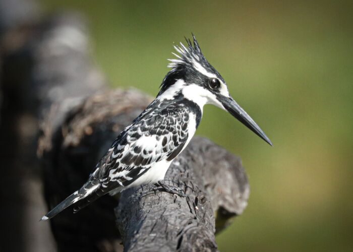 Schwarz weißer Eisvogel in Malawi