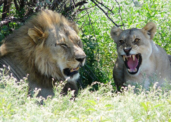 Bei der Safari durch den Etosha Nationalpark begegnen wir den beeindruckenden Löwen