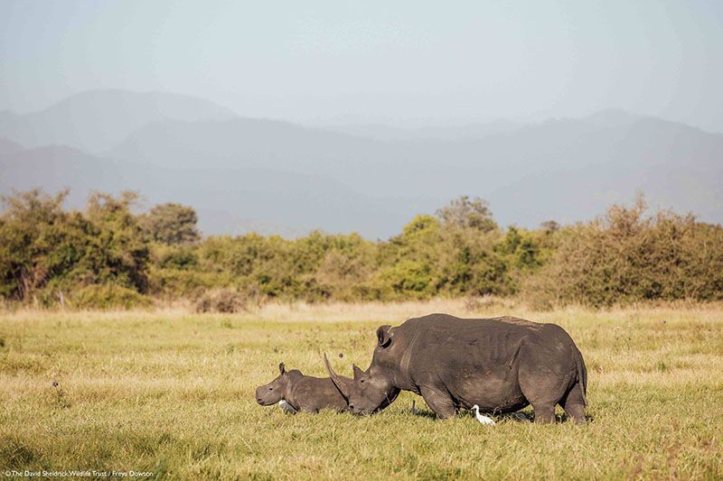 In Kenia werden die Nashörner durch verschiedene Schutzprojekte geschützt.