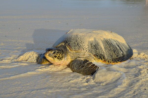 Auf einer Kenia Reise kann man Meeresschildkröten am Strand von Watamu beobachten