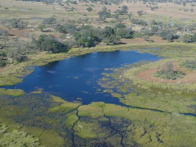 Die vielen Flussläufe des Okavango Delta bieten viel Lebensraum für Tiere