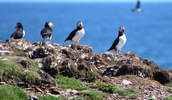 Papageientaucher auf den Vogelinseln des Witeless Bay Seabird Sanctuary