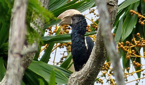 Wanderungen in den Usambara Bergen sind beliebt bei Ornithologen