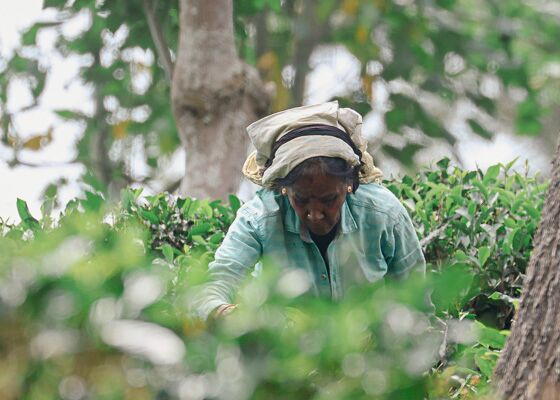 Besuch einer Teeplantage im Hochland von Sri Lanka.