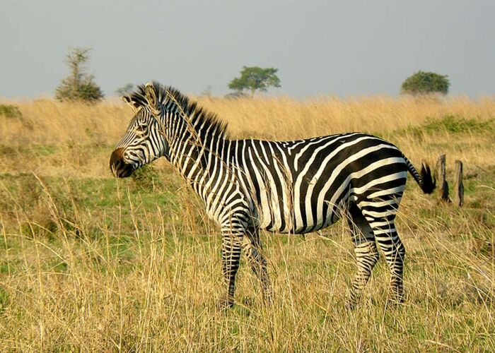 Abendstimmung mit Zebra in der Serengeti