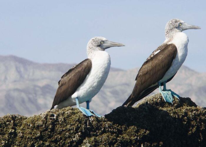 Zwei Blaufußtölpel sitzen auf den Felsen