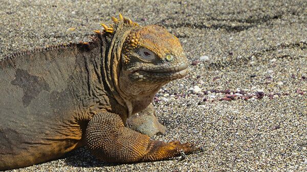 Wir sehen eine Vielzahl an Landleguanen während unserer Ausflüge auf die Galapagos Inseln.