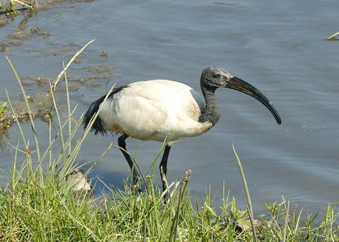 Vogelbeobachtung auf WIGWAM-Safari