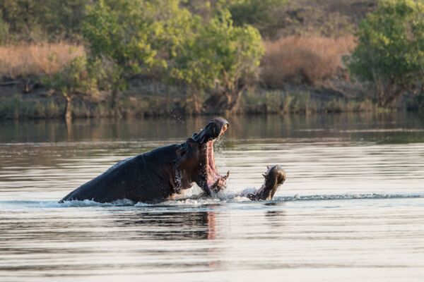 Auf Bootsafari auf dem Kafue River mit Hippos