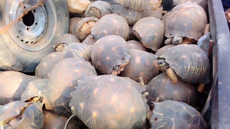 Tausende Strahlenschildkröten in Madagaskar fallen Wilderern zum Opfer.