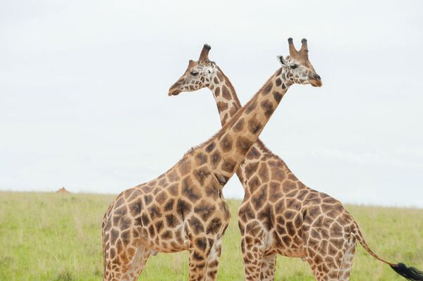 Beste Safarimöglichkeiten bieten sich im Murchison Falls Nationalpark