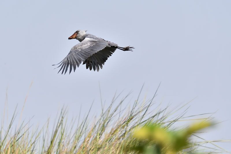 Ein Highlight für Ornithologen ist der kuriose Schuhnabel