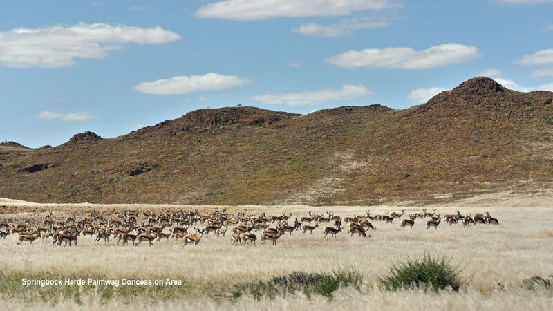Wir treffen auf eine große Springbock Herde im Schuztgebiet der Palmwag Concession Area im nordwestlichen Namibia