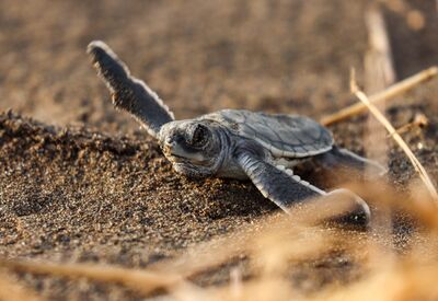 Ein besonderes Highlight einer Costa Rica Reise ist das Beobachten von Schildkröten im Tortuguero