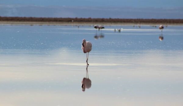 Blauschimmernde Lagune in der Atacama-Wüste