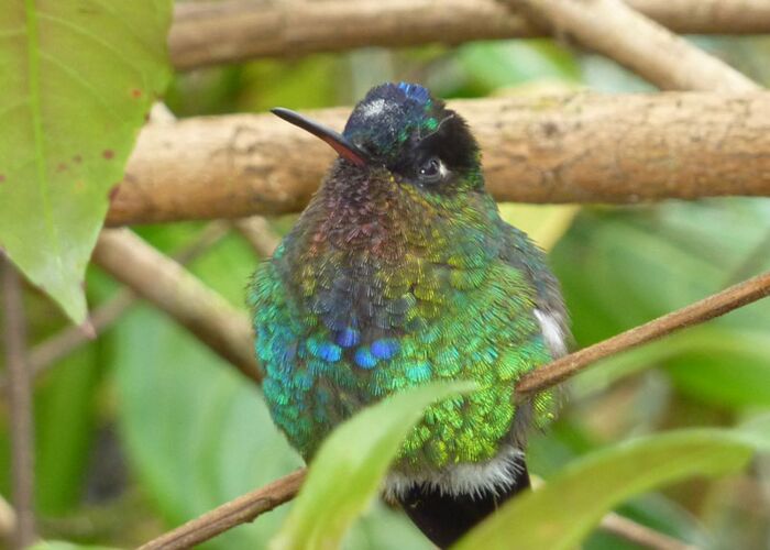 Wunderschöne Tierbilder und Vogelbeobachtungen sind in Costa Rica möglich