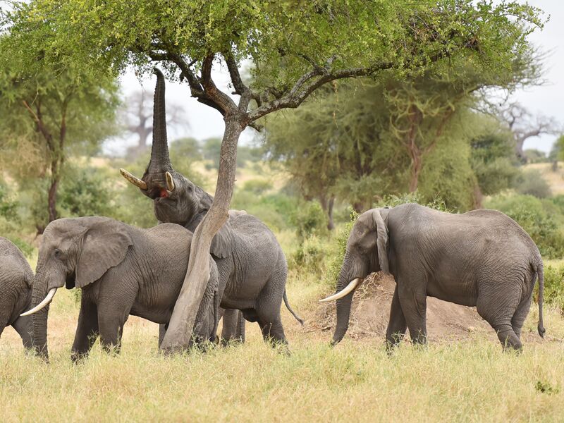 Der Tarangire Nationalpark ist bekannt für seine hohe Elefantenpopulation