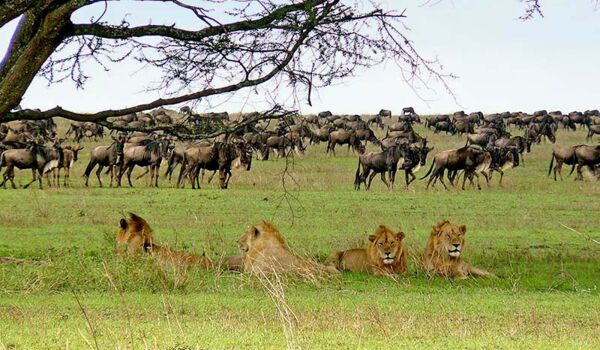 Kleingruppenreise zu den Höhepunkten Tanzanias