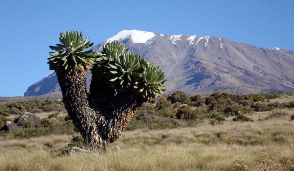 Geführtes Kilimanjaro Trekking in Tanzania