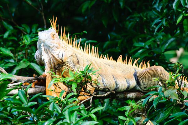 Der Leguan ist weit verbreitet in Costa Rica und bei Tiersafaris ein beliebtes Fotomotiv