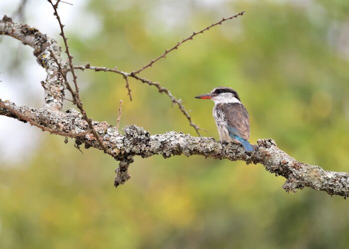 Ornithologische Reise zu der Vogelwelt Ugandas