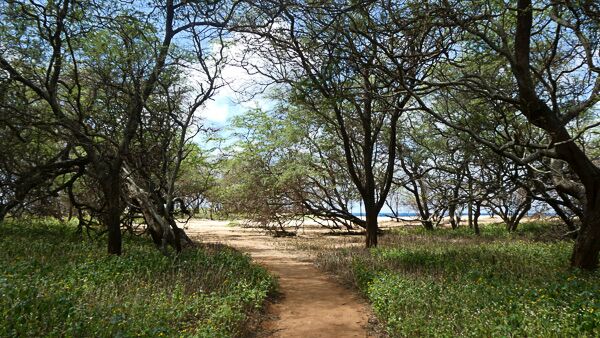 Auf der Insel Molokai erlebt man die Natur von Hawaii in seiner ursprünglichen Form.