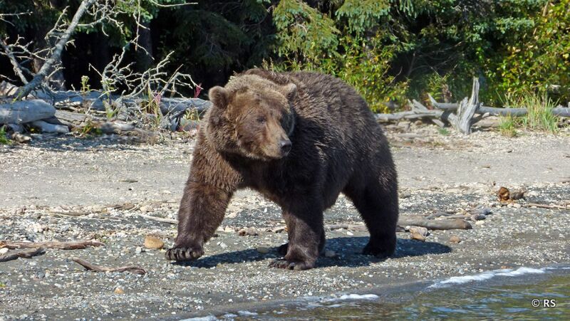 Am Brooks River im Katmai Nationalpark kommen zur Zeit der Lachswanderung unzählige Bären zusammen.