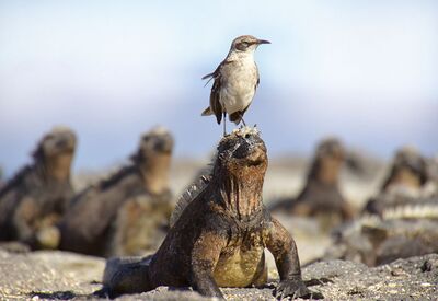 Die endemische Galapagosspottdrossel sitzt auf einer Meeresechse für bessere Sicht
