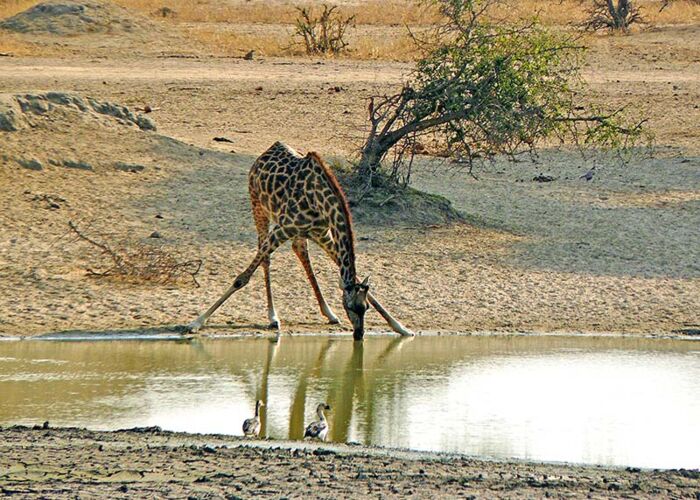 Privatsafari mit spannenden Tierbeobachtungen